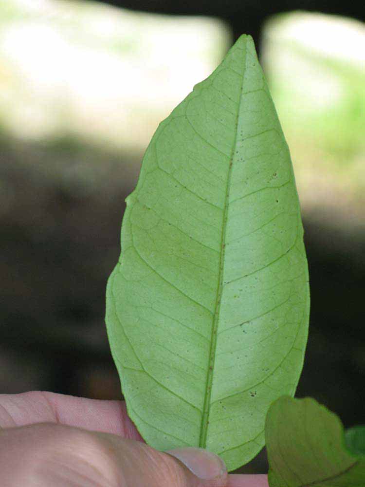              Margin (Winter Haven, FL)       